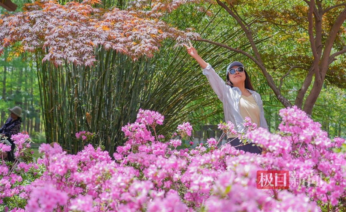 20万余株杜鹃花绽放迎游客
