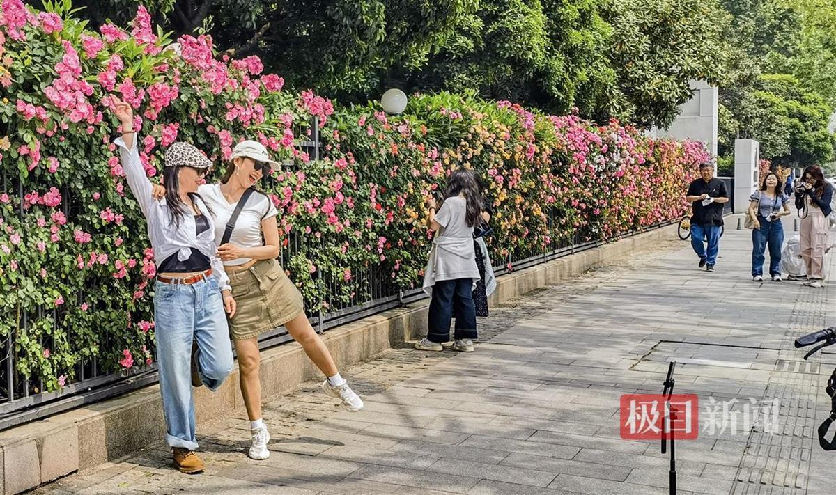 蔷薇“花瀑”不语已倾城