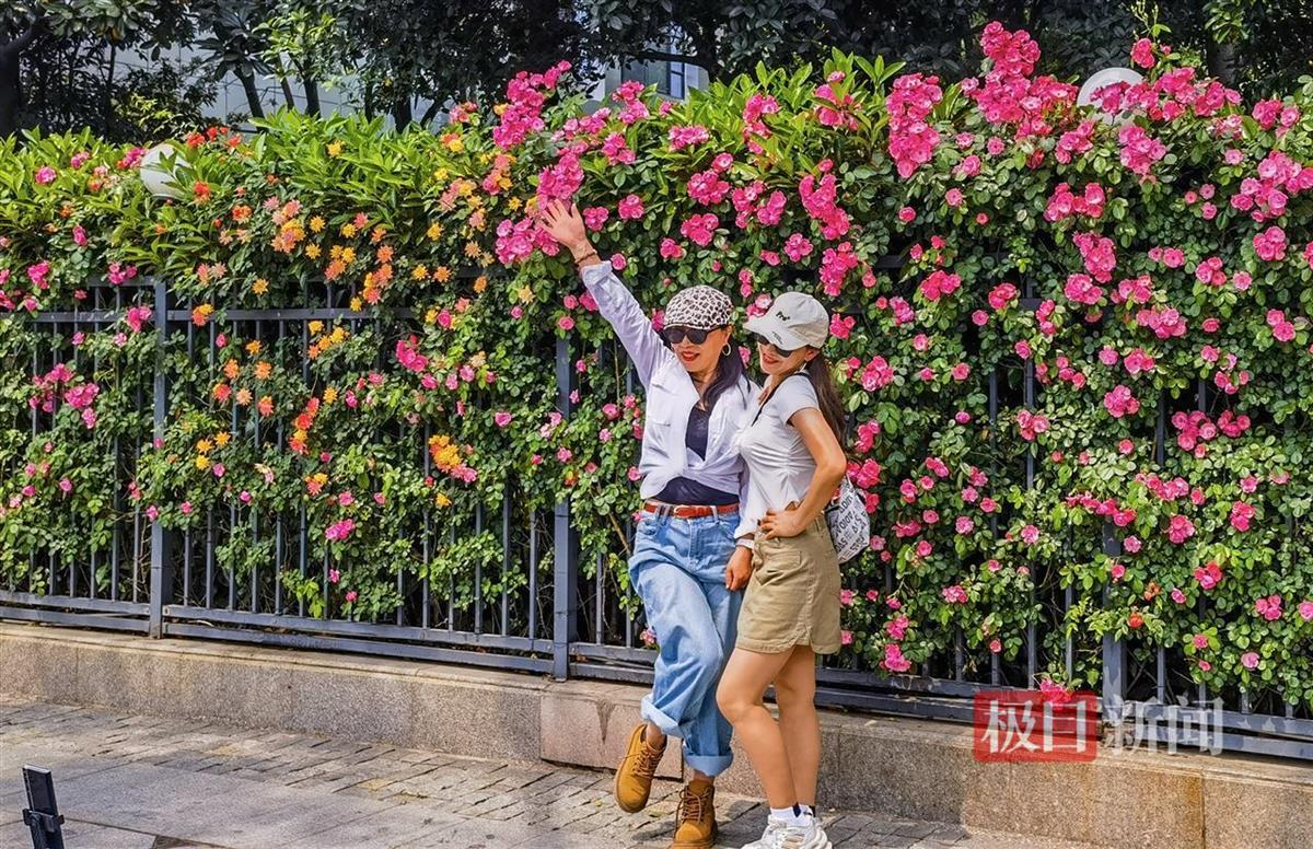 蔷薇“花瀑”不语已倾城