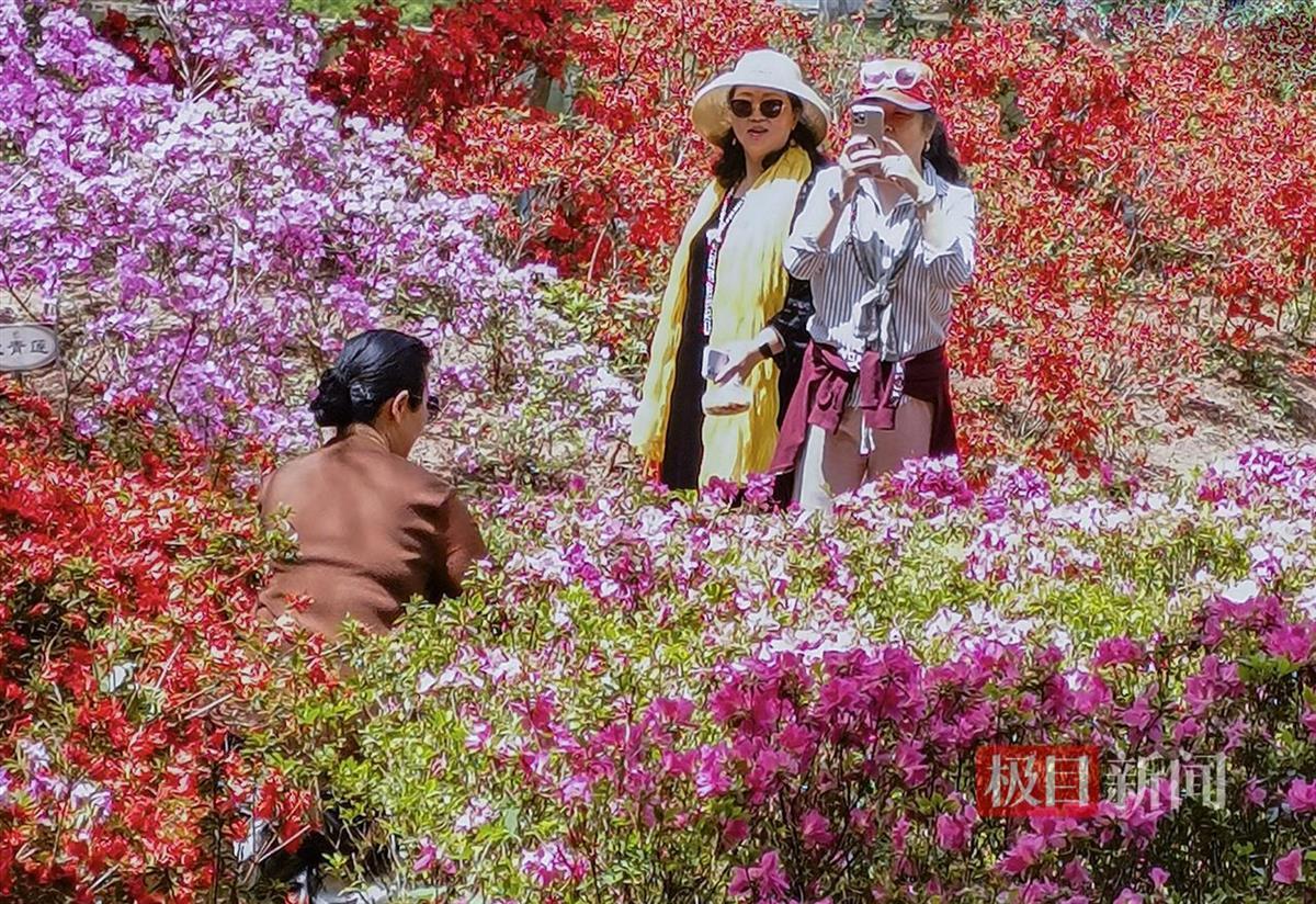20万余株杜鹃花绽放迎游客