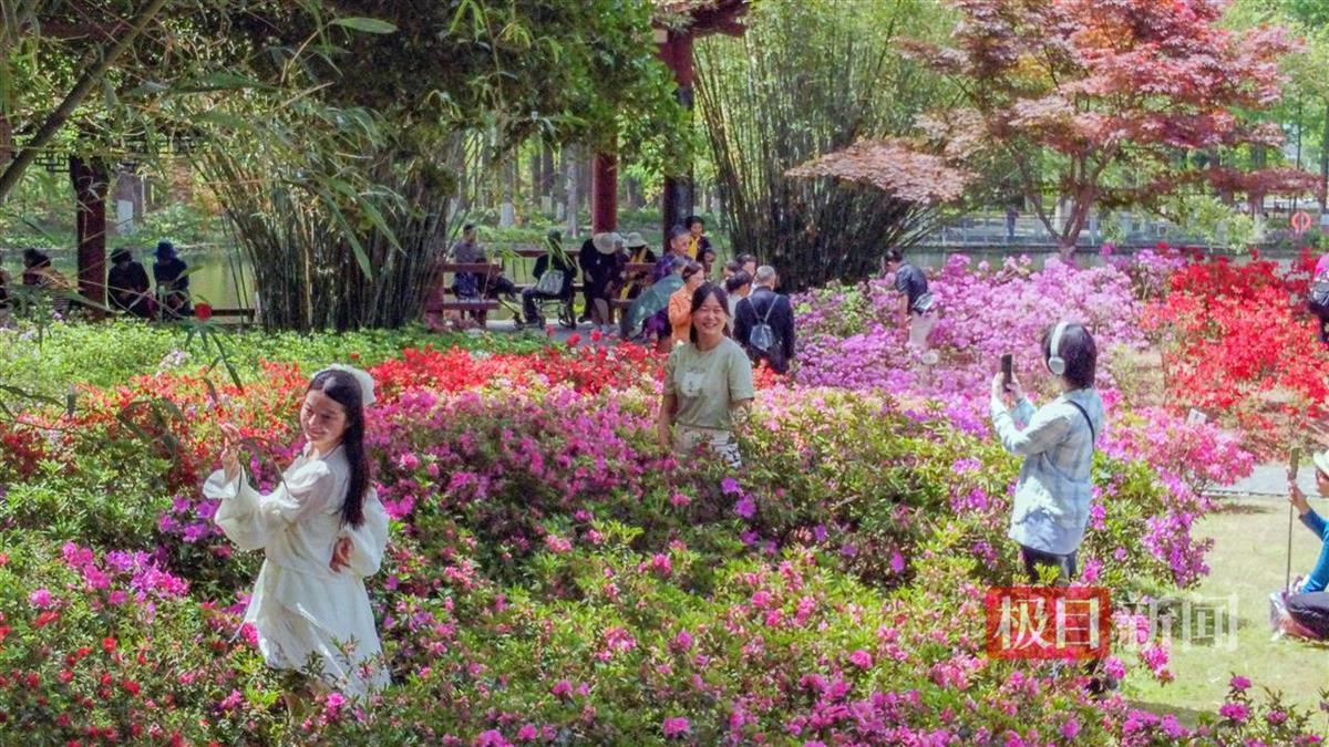 20万余株杜鹃花绽放迎游客