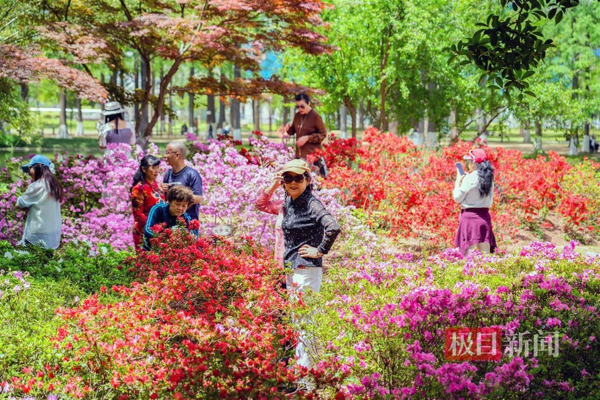 20万余株杜鹃花绽放迎游客