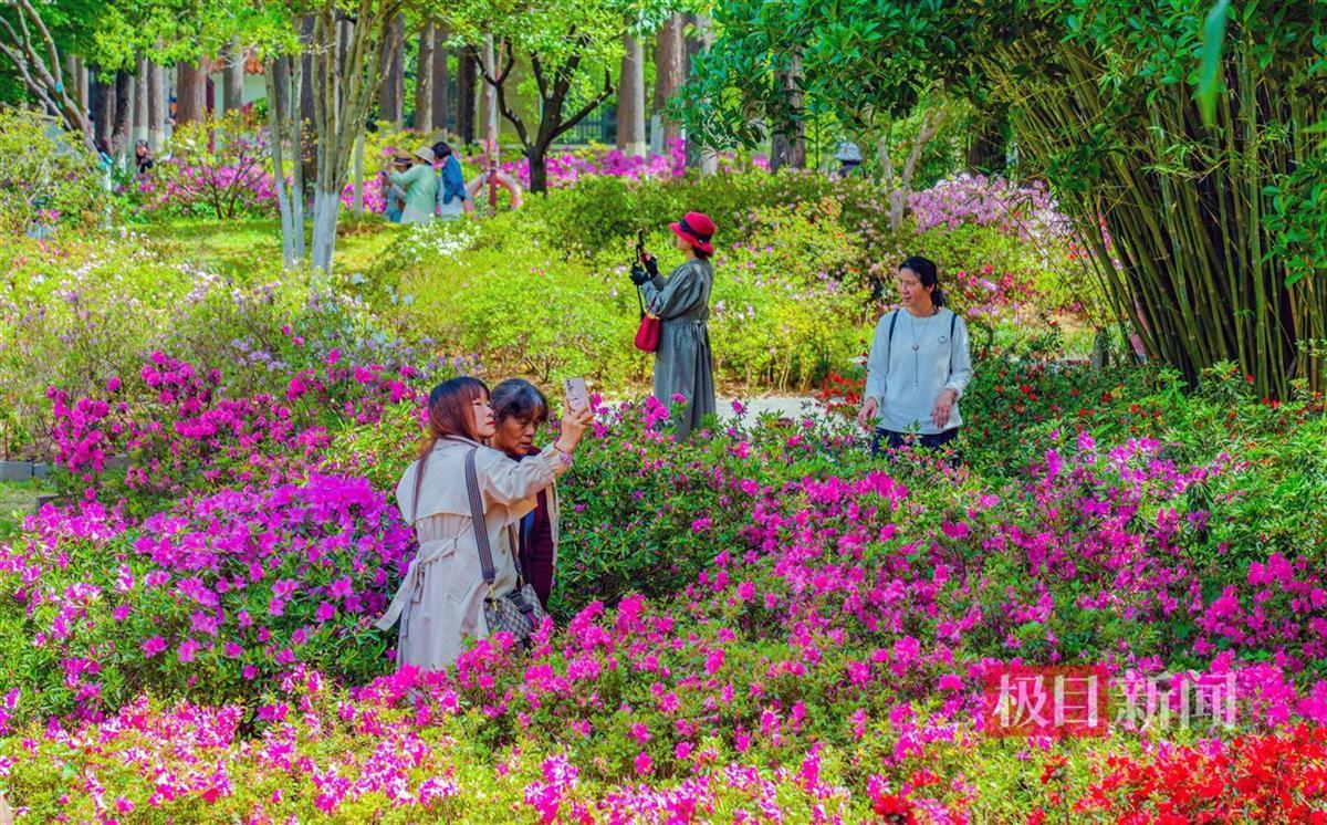 20万余株杜鹃花绽放迎游客