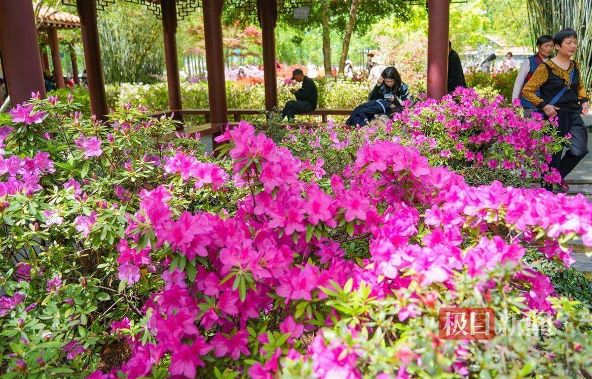 20万余株杜鹃花绽放迎游客