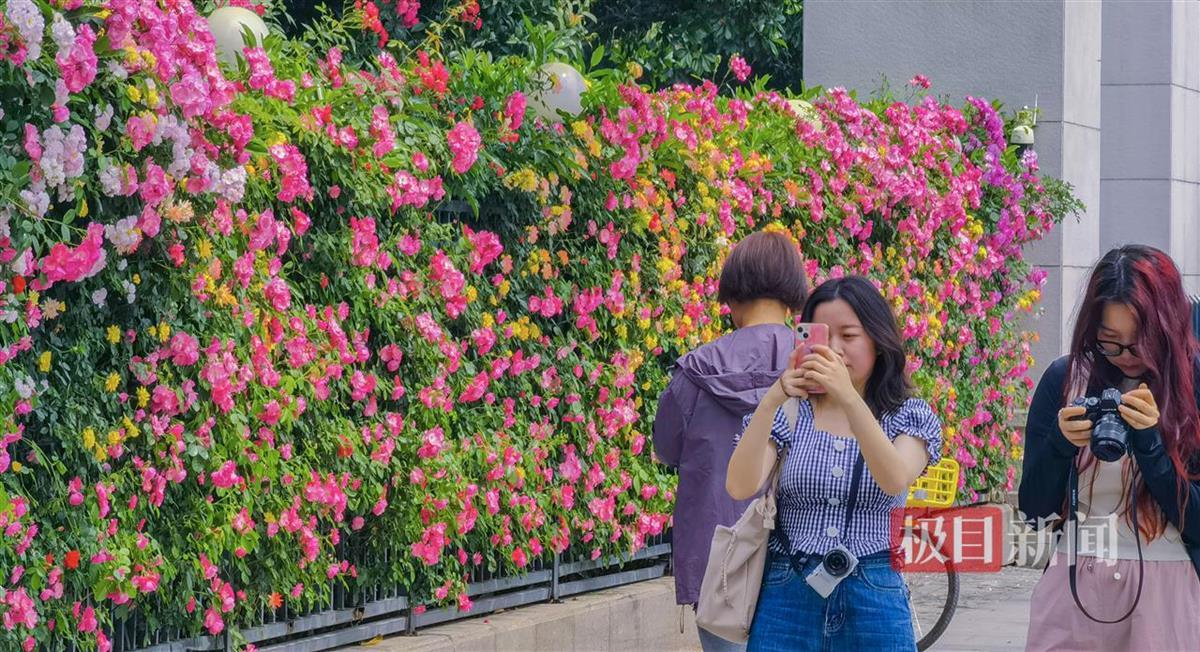 蔷薇“花瀑”不语已倾城