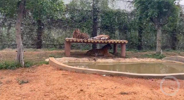 广西一动物园游客厕所设置落地窗可“如厕观虎”？园方回应