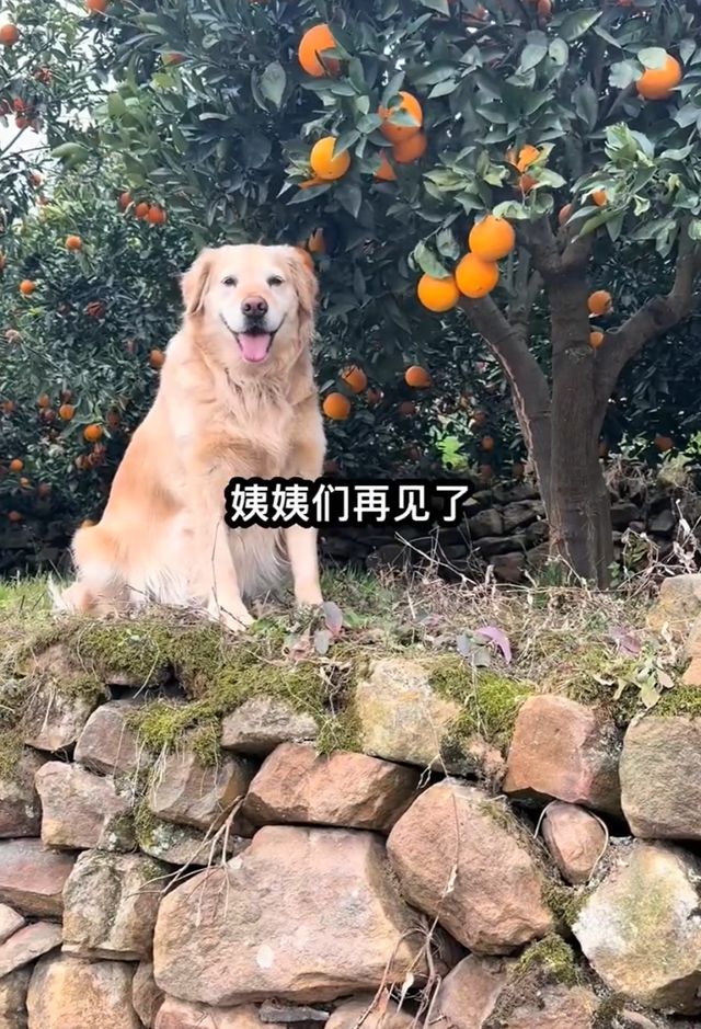 “毛毛果”已缺货！摘橙子的网红小狗“毛毛”突发心脏病离世