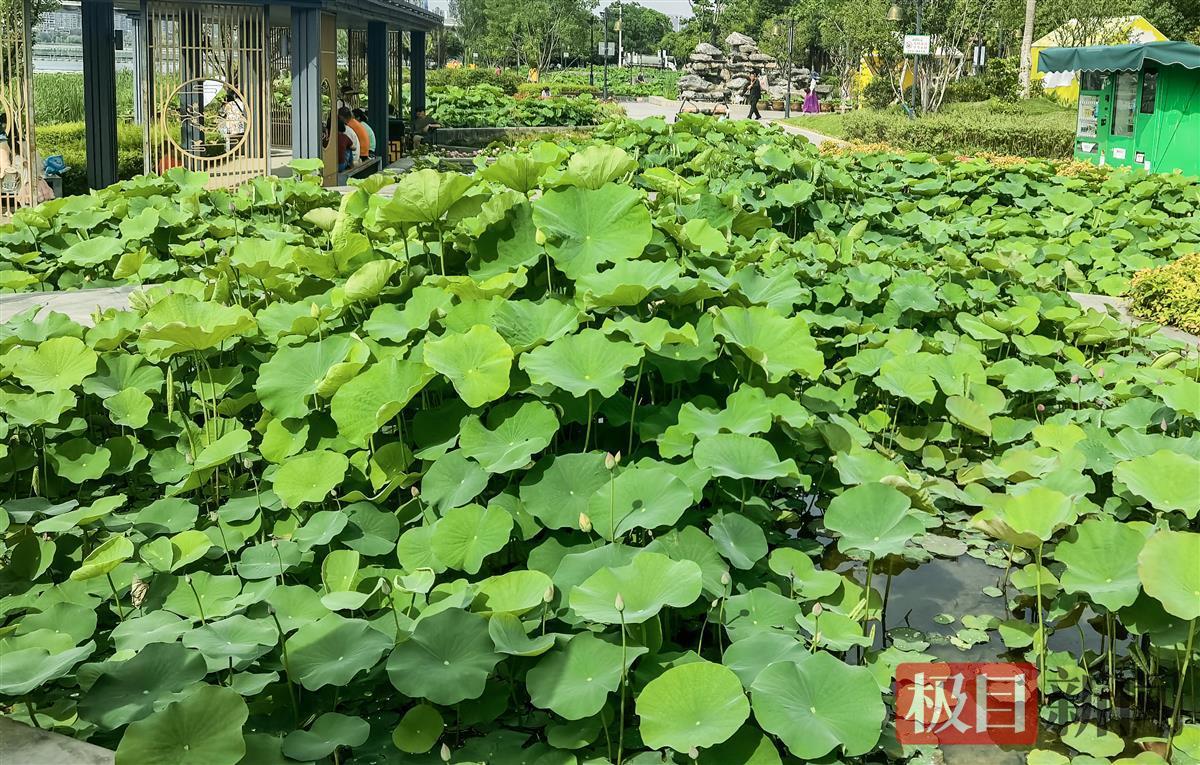 荷叶田田铺展无限的绿色.jpg