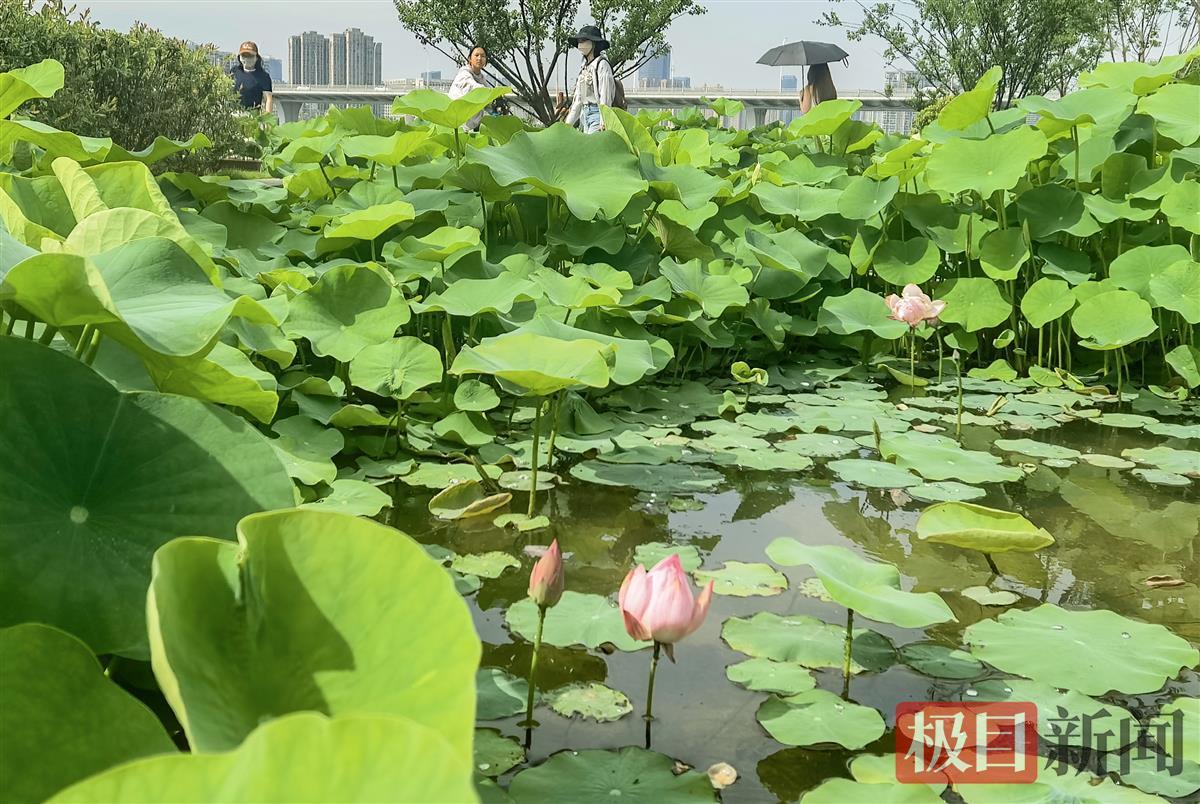 万绿池中，点点花苞摇曳开放1.jpg