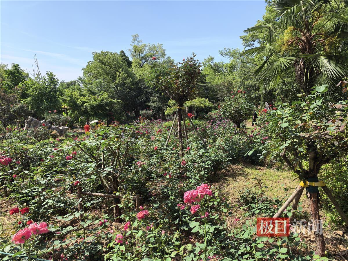 五一赏花正当时！东湖落雁玫瑰园奏响芬芳乐章