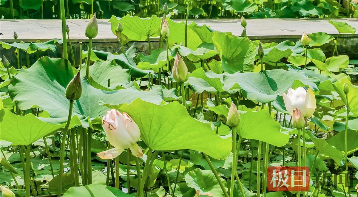 荷花花苞，圆润饱满.jpg