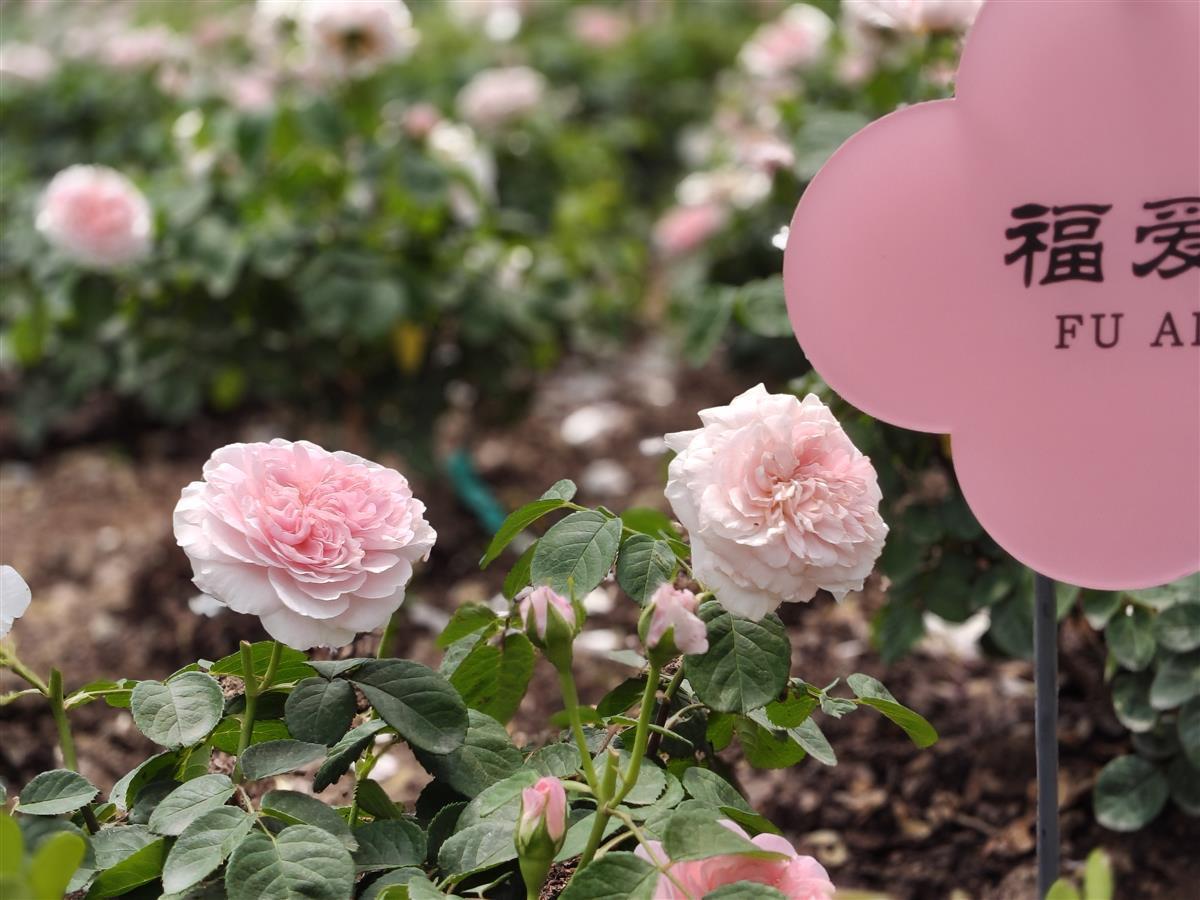 6、“福爱”月季，盛花期粉红，衰弱期淡白.jpg