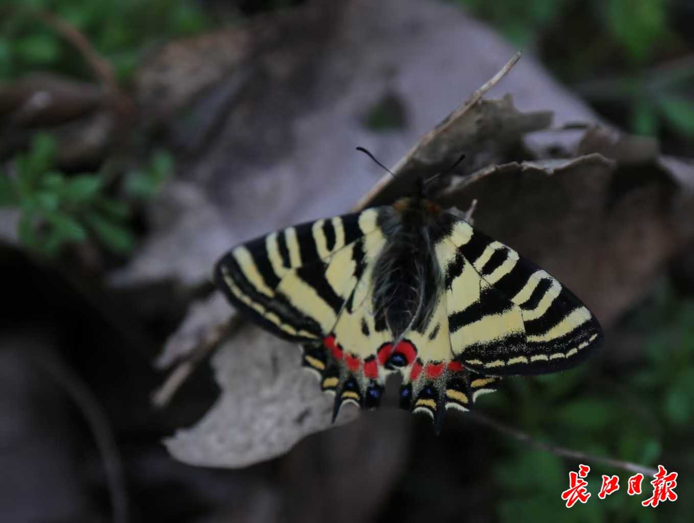 在武汉 住着至少175种蝴蝶
