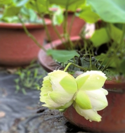 稀有并蒂莲花开武汉，今夏全城28处公园点位可赏荷