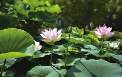 稀有并蒂莲花开武汉，今夏全城28处公园点位可赏荷