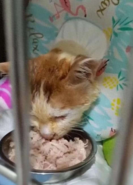 掉入火锅的猫咪“五一”已不治身亡 店方已赔付客人几万元