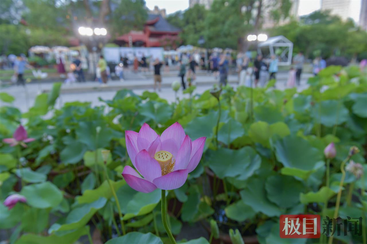 精品荷花展出