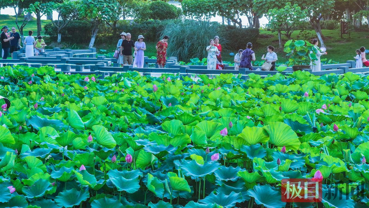 荷花展吸引了众多市民前来观赏
