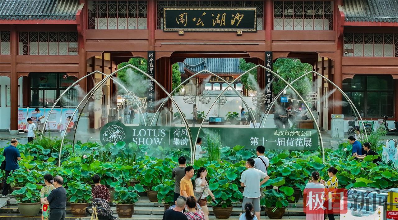 荷花展吸引了众多市民前来观赏