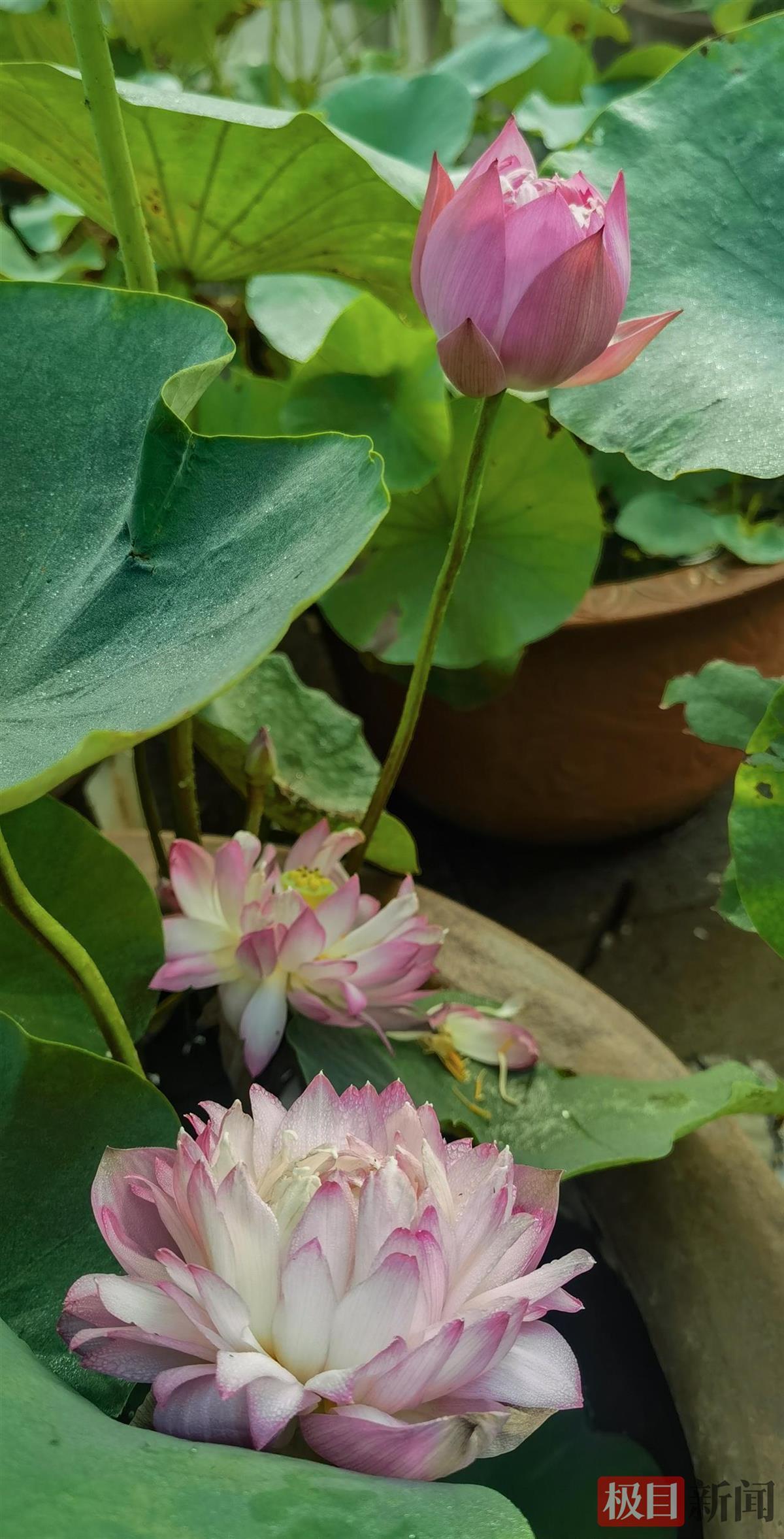 精品荷花展出