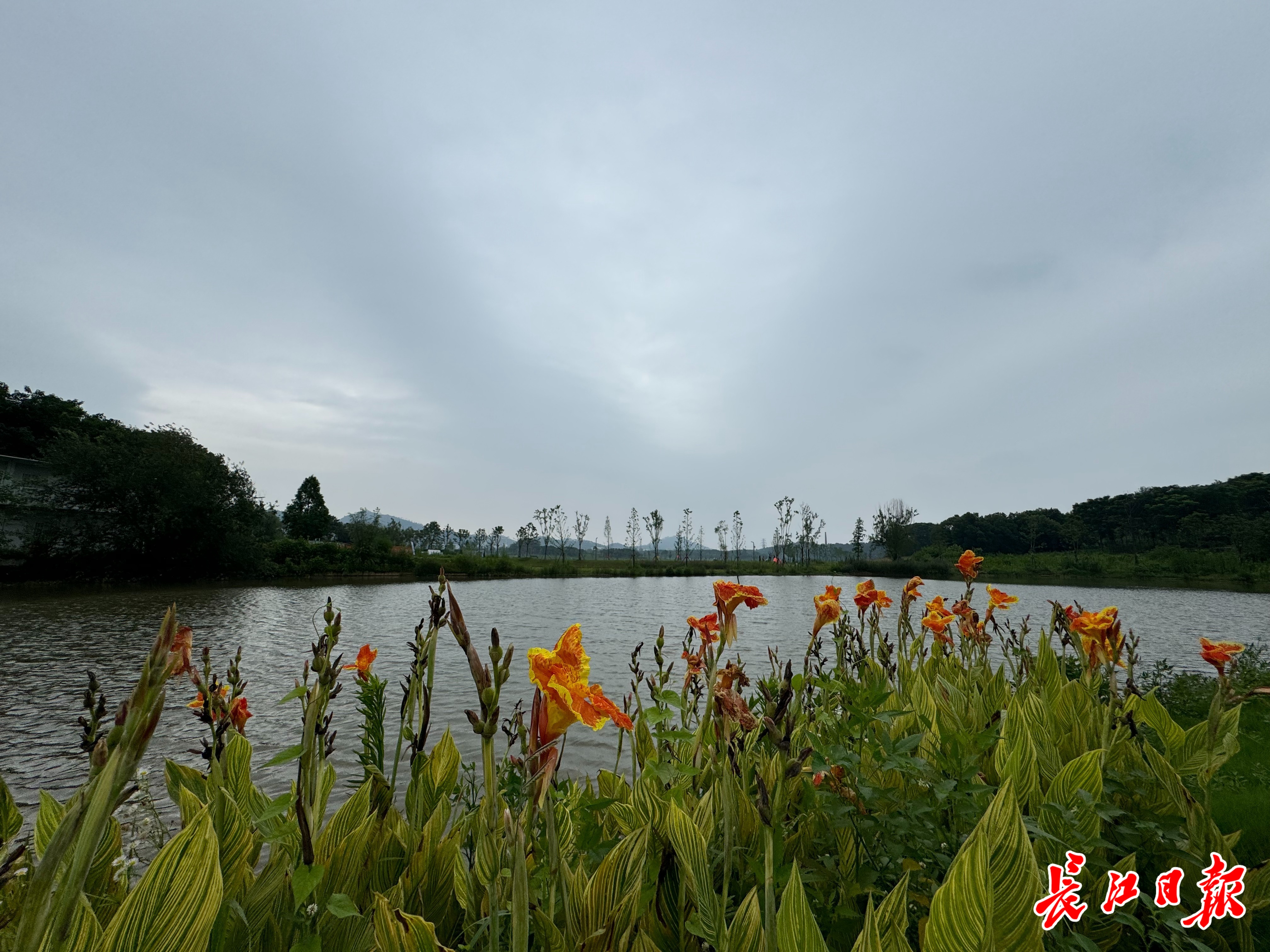 “江夏之心”旁添新绿，凤栖湖公园开放