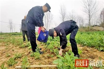 种一株也违法！今年来湖北21人因种植罂粟被刑事打击